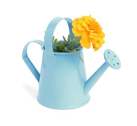 Photo of Beautiful marigold flower in watering can isolated on white