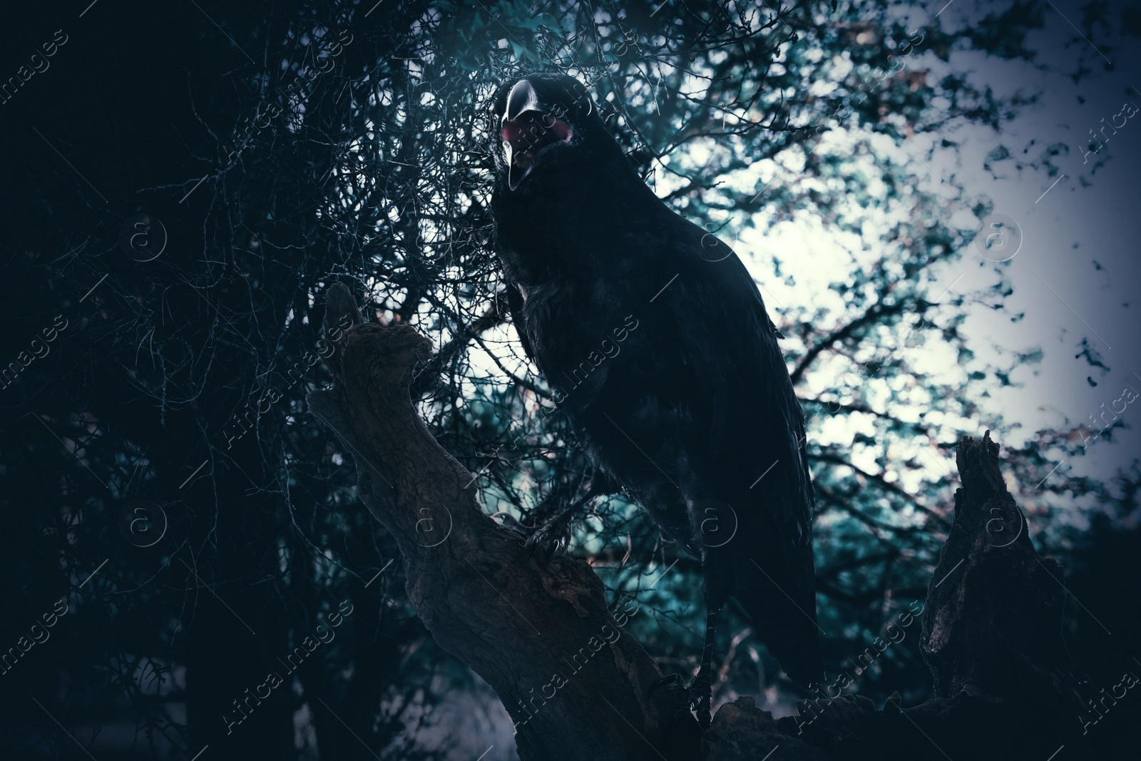 Image of Black crow croaking in creepy forest. Fantasy world