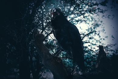 Image of Black crow croaking in creepy forest. Fantasy world