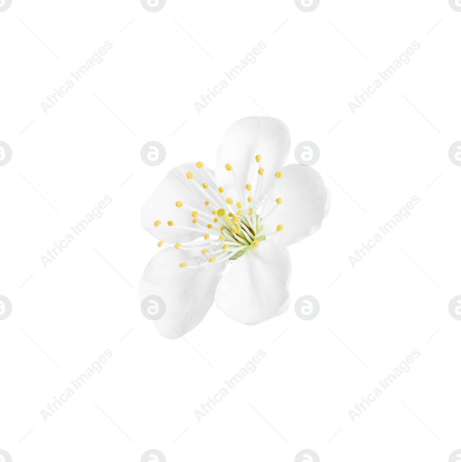 Photo of Beautiful tree blossom isolated on white. Spring season