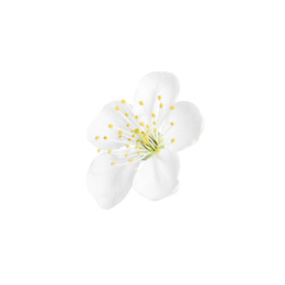 Beautiful tree blossom isolated on white. Spring season