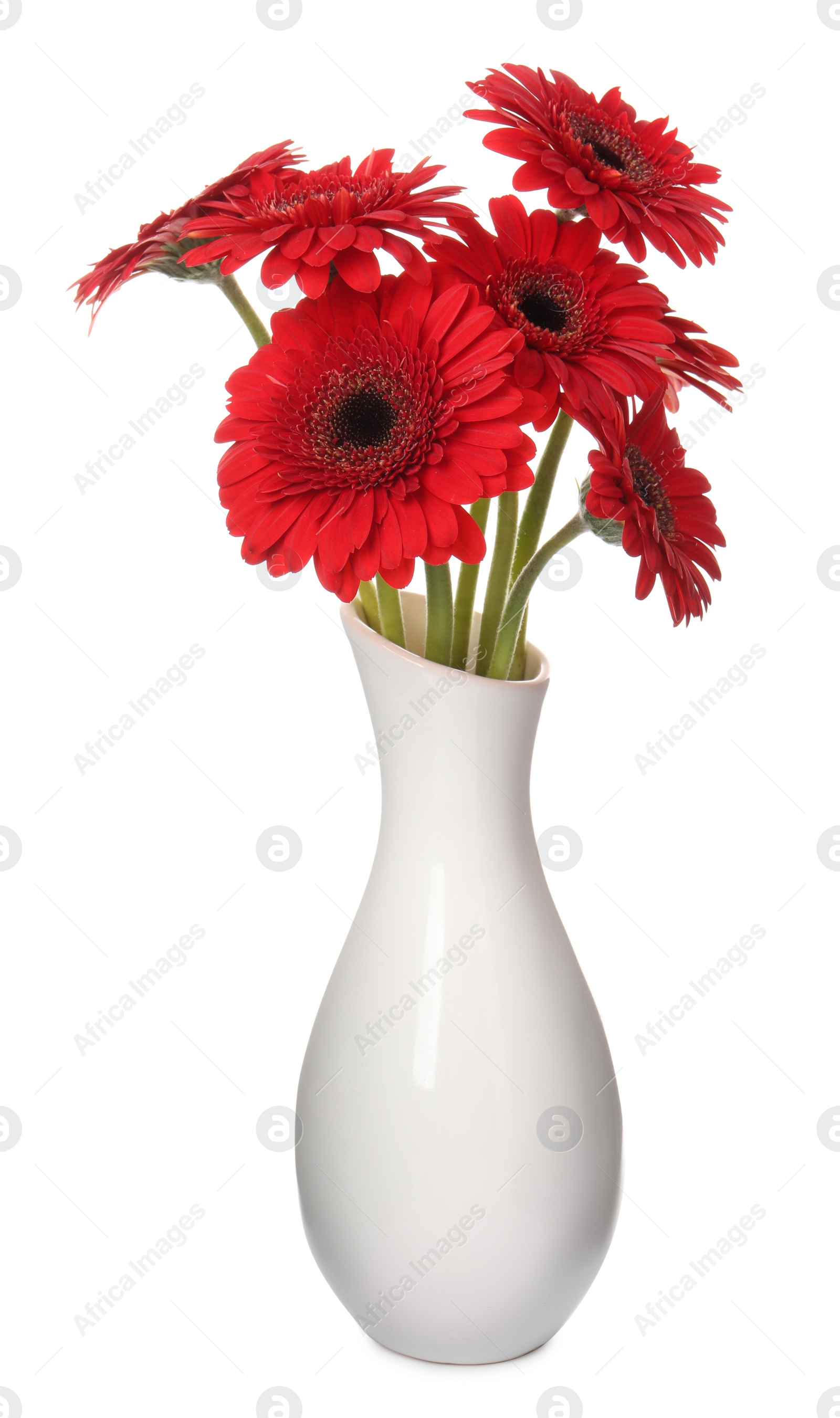 Photo of Bouquet of beautiful red gerbera flowers in ceramic vase on white background