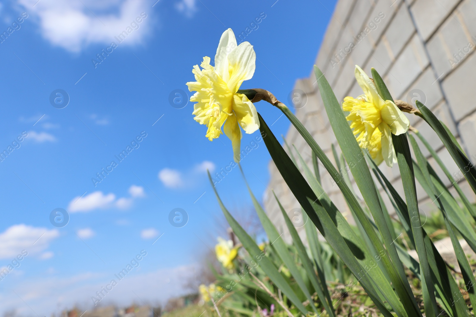 Photo of Beautiful daffodils growing in garden on sunny day. Space for text