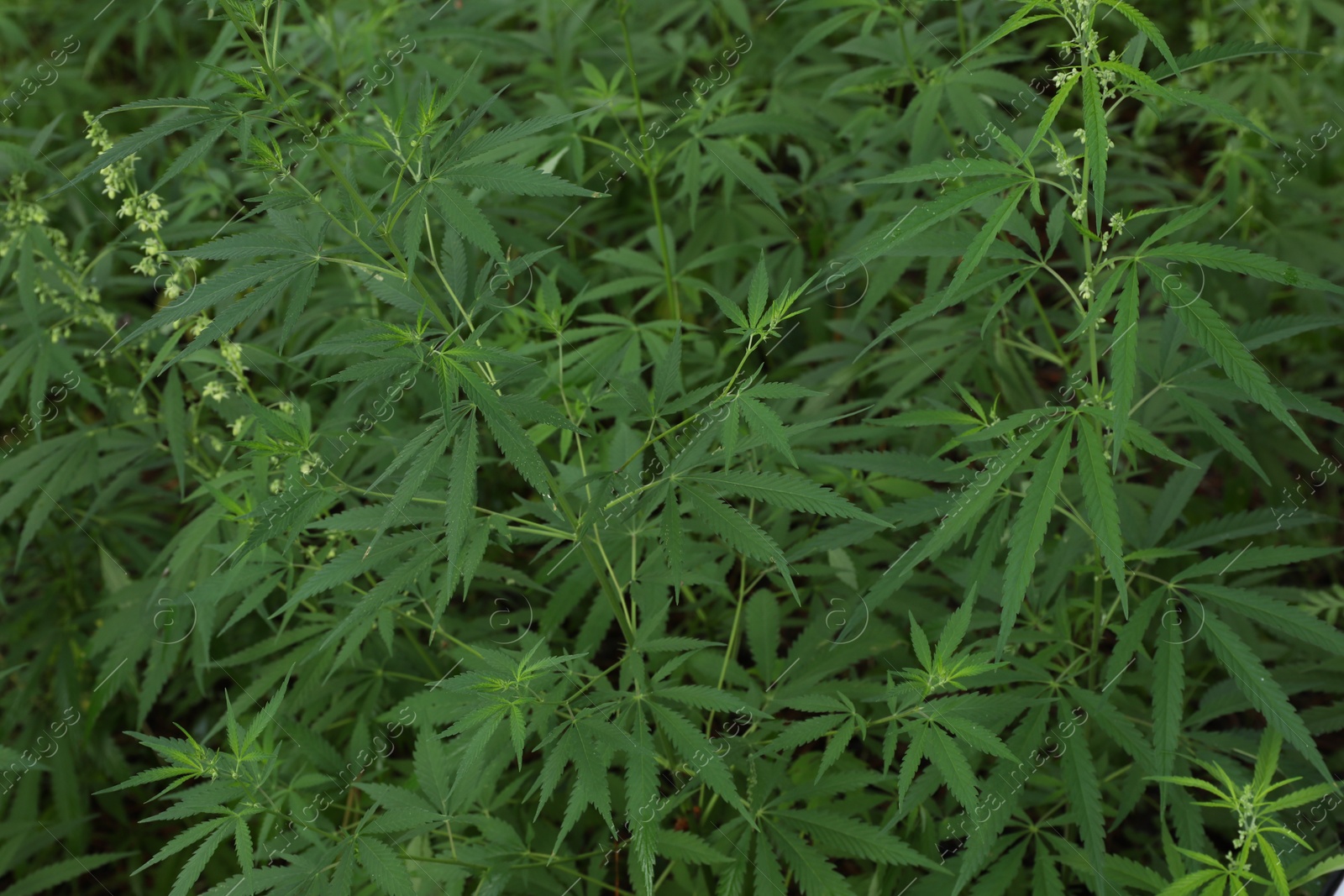 Photo of Green organic hemp plants on blurred background