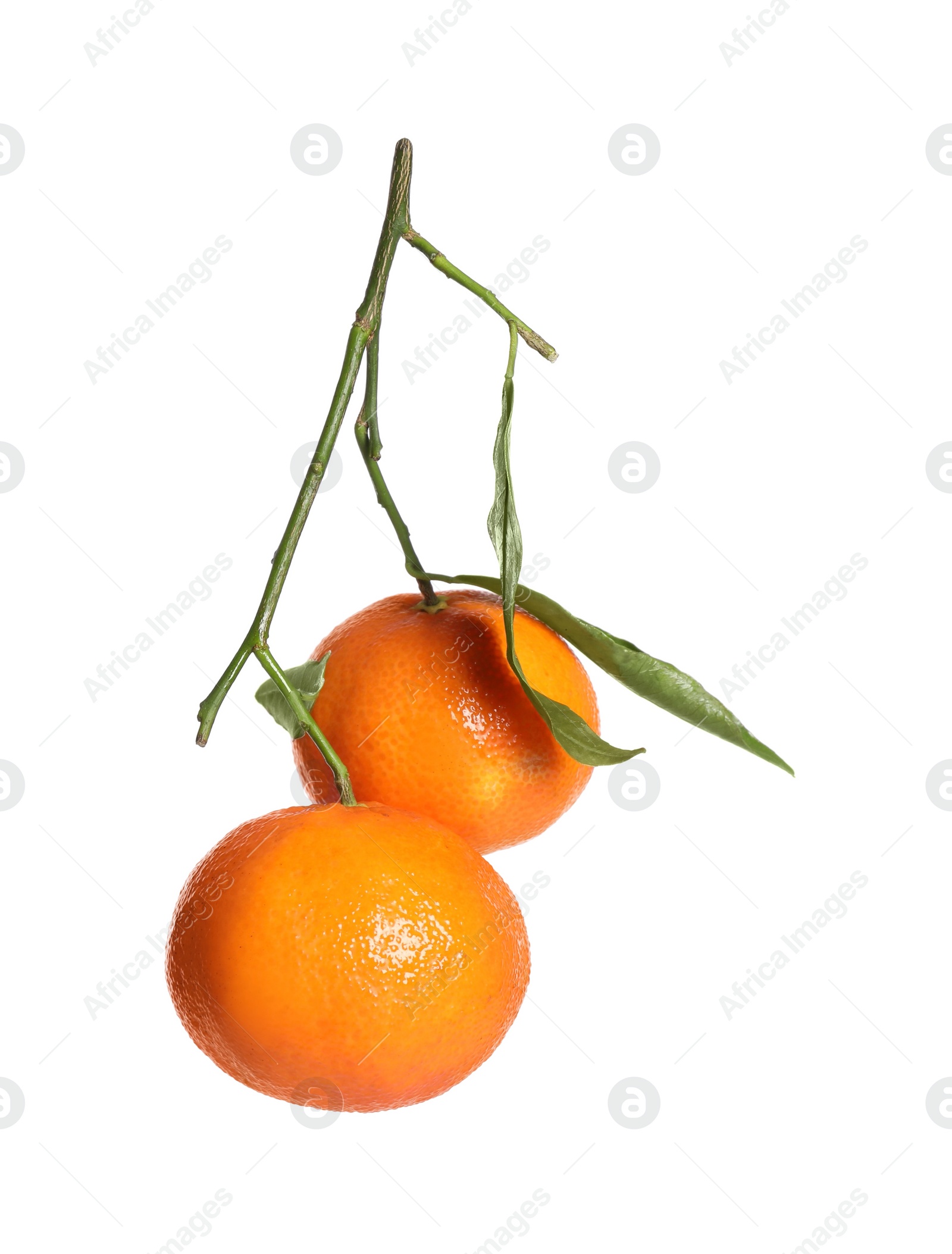 Photo of Fresh tangerines with green leaves isolated on white