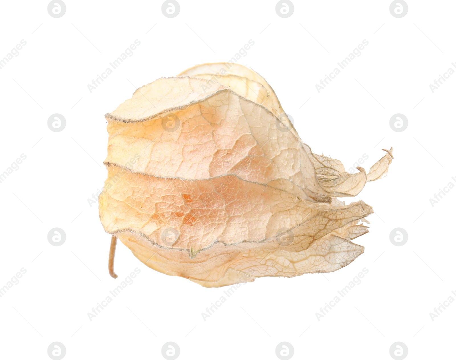 Photo of Ripe physalis fruit with calyx isolated on white