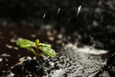 Photo of Fresh seedling in fertile soil under rain, space for text