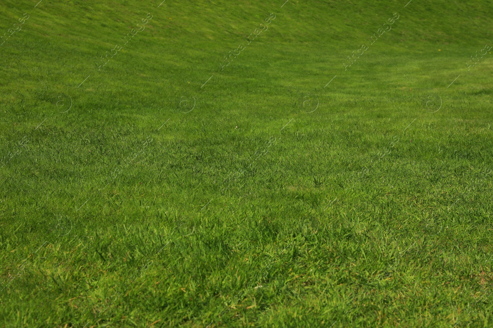 Photo of Fresh green grass as background, closeup view