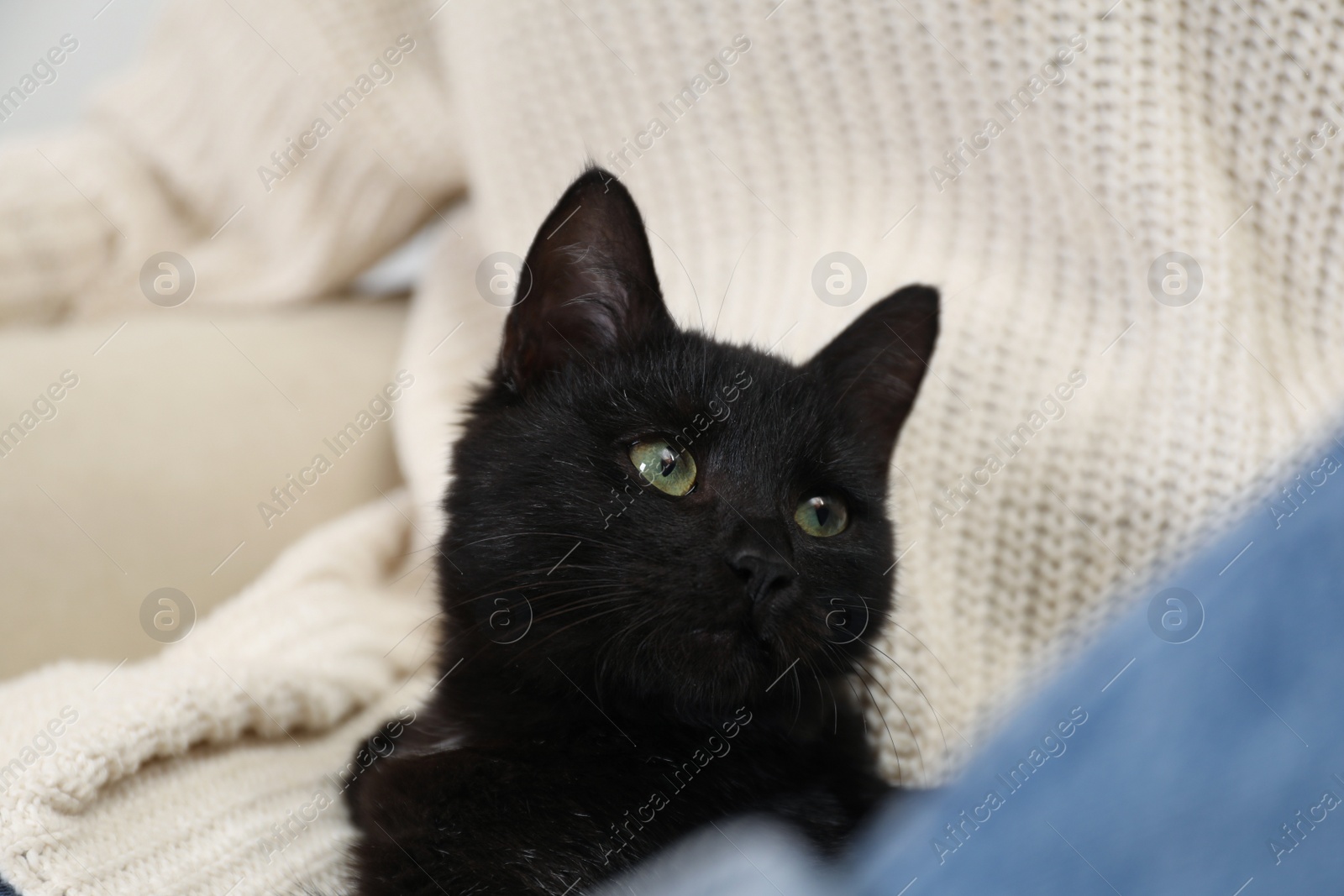 Photo of Owner with her adorable black cat, closeup