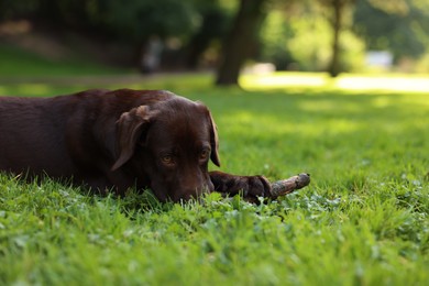 Adorable Labrador Retriever dog with stick lying on green grass in park, space for text