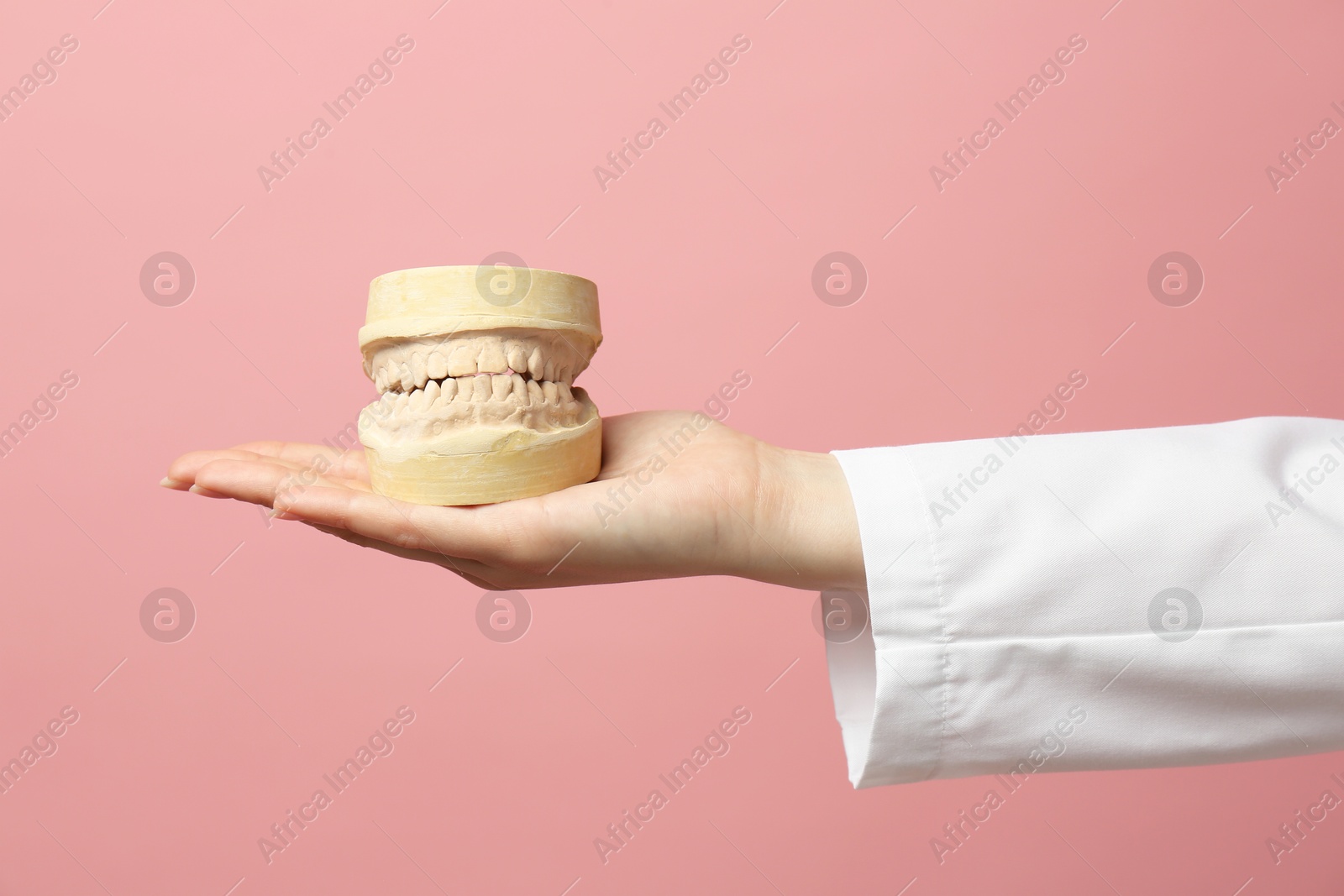 Photo of Doctor holding dental model with jaws on pink background, closeup. Cast of teeth