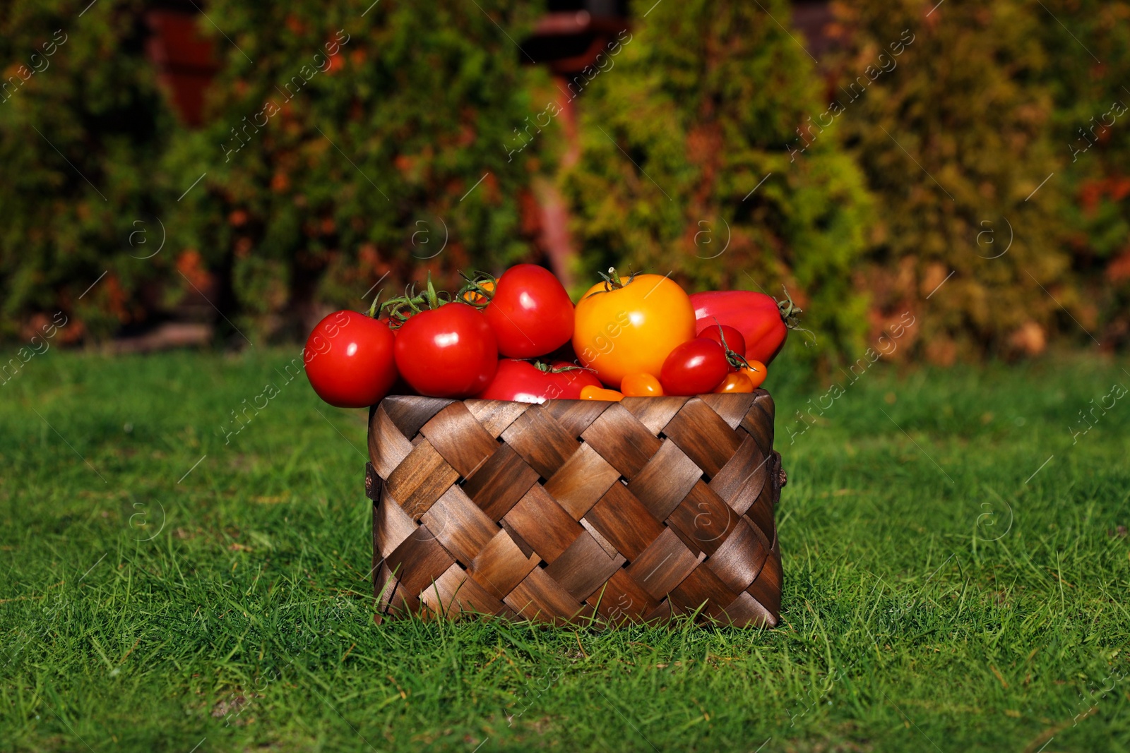 Photo of Basket with fresh tomatoes on green grass outdoors