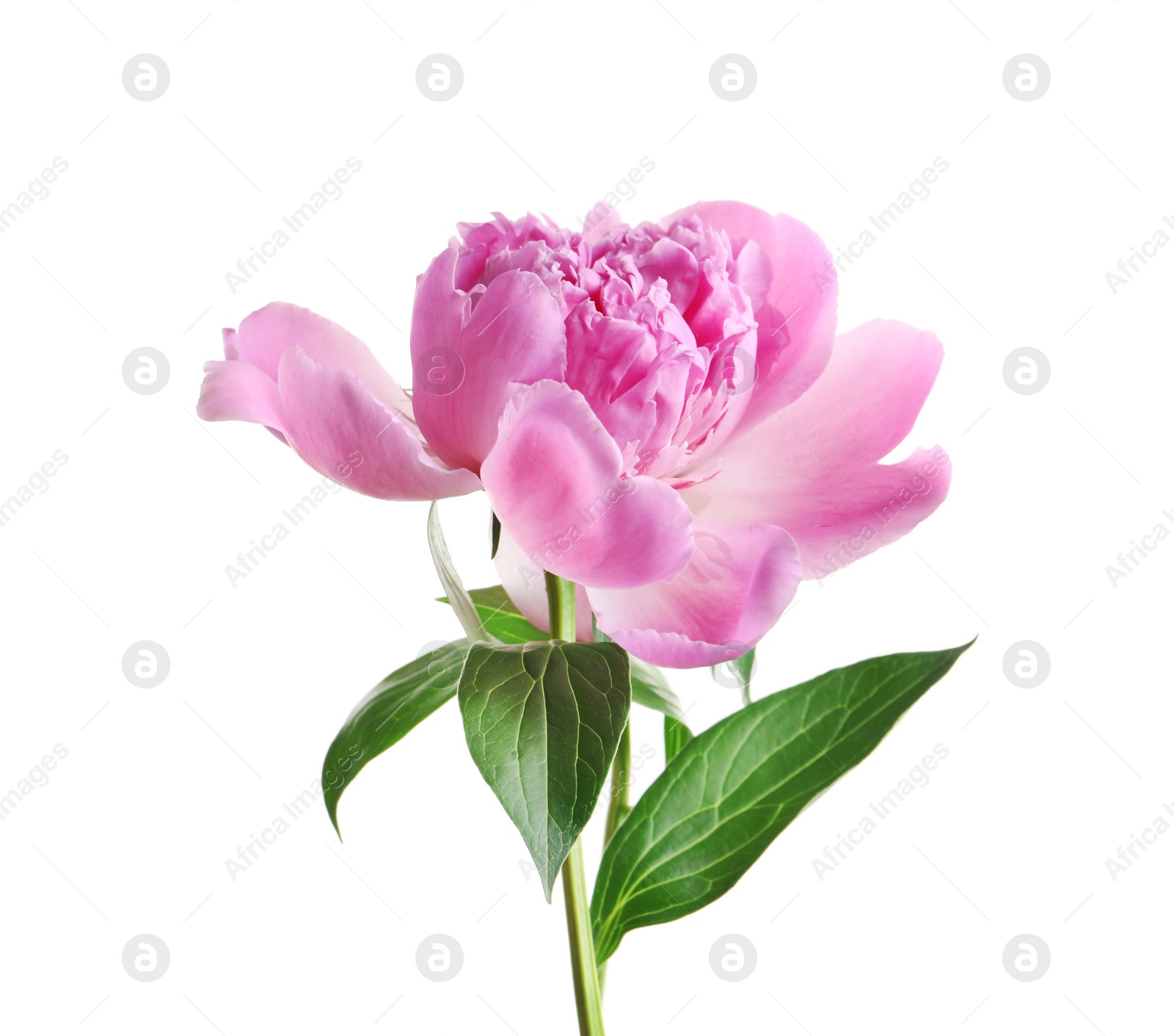 Photo of Beautiful fragrant peony flower on white  background