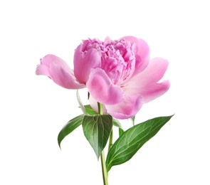 Photo of Beautiful fragrant peony flower on white  background