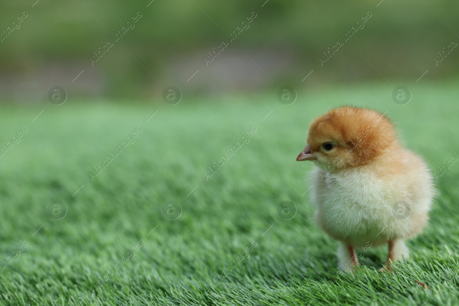 Photo of Cute chick on green artificial grass outdoors, closeup with space for text. Baby animal