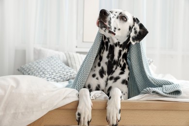 Photo of Adorable Dalmatian dog wrapped in blanket on bed indoors