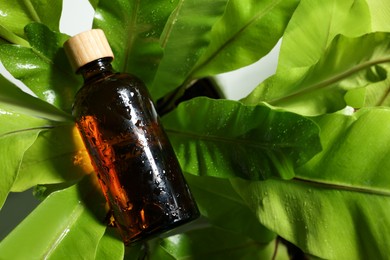 Photo of Wet glass bottle of cosmetic product on green leaves, top view