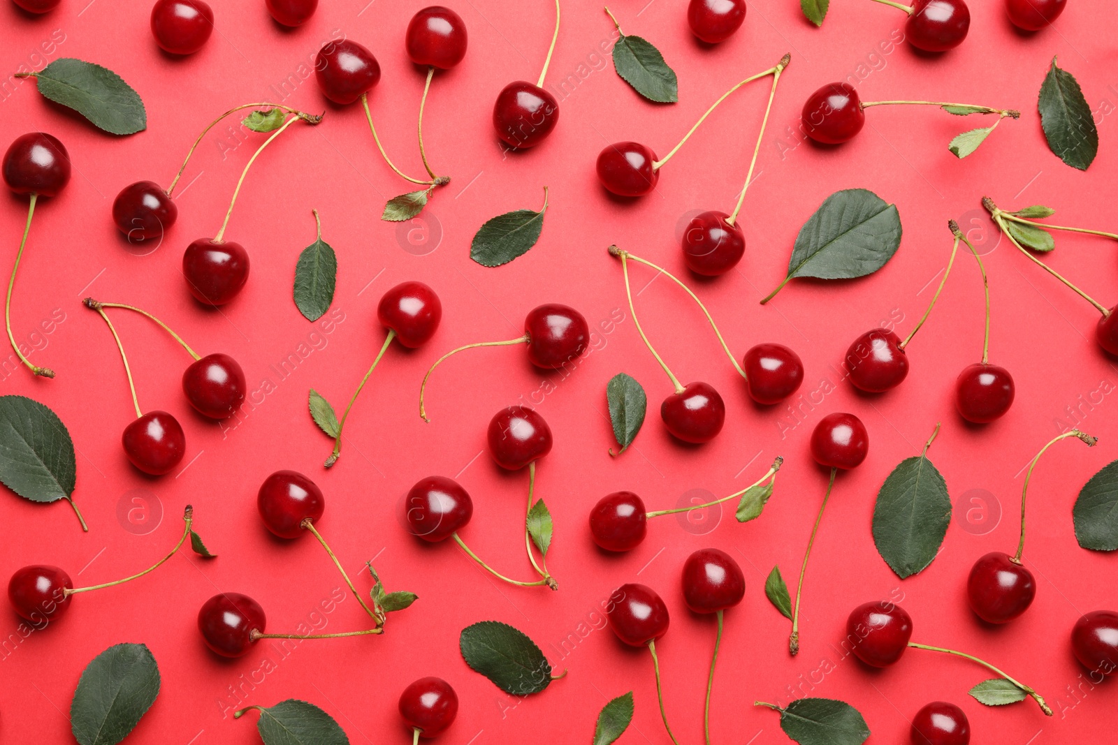 Photo of Tasty ripe cherries with leaves on red background, flat lay