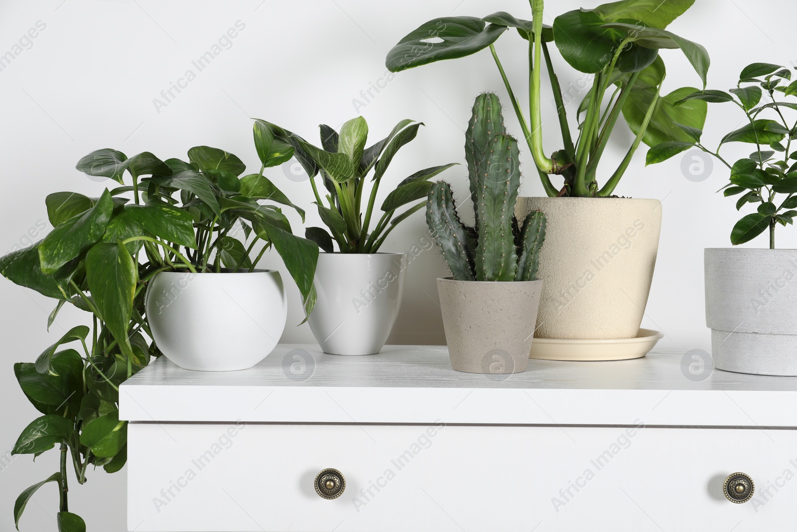 Photo of Many different houseplants in pots on chest of drawers near white wall, closeup