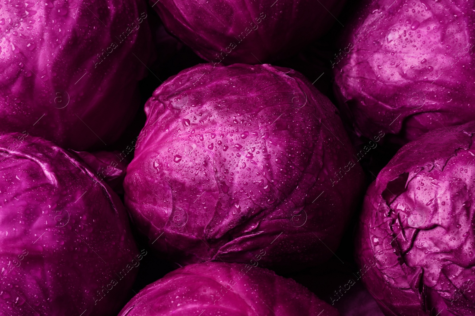 Photo of Many fresh ripe red cabbages as background