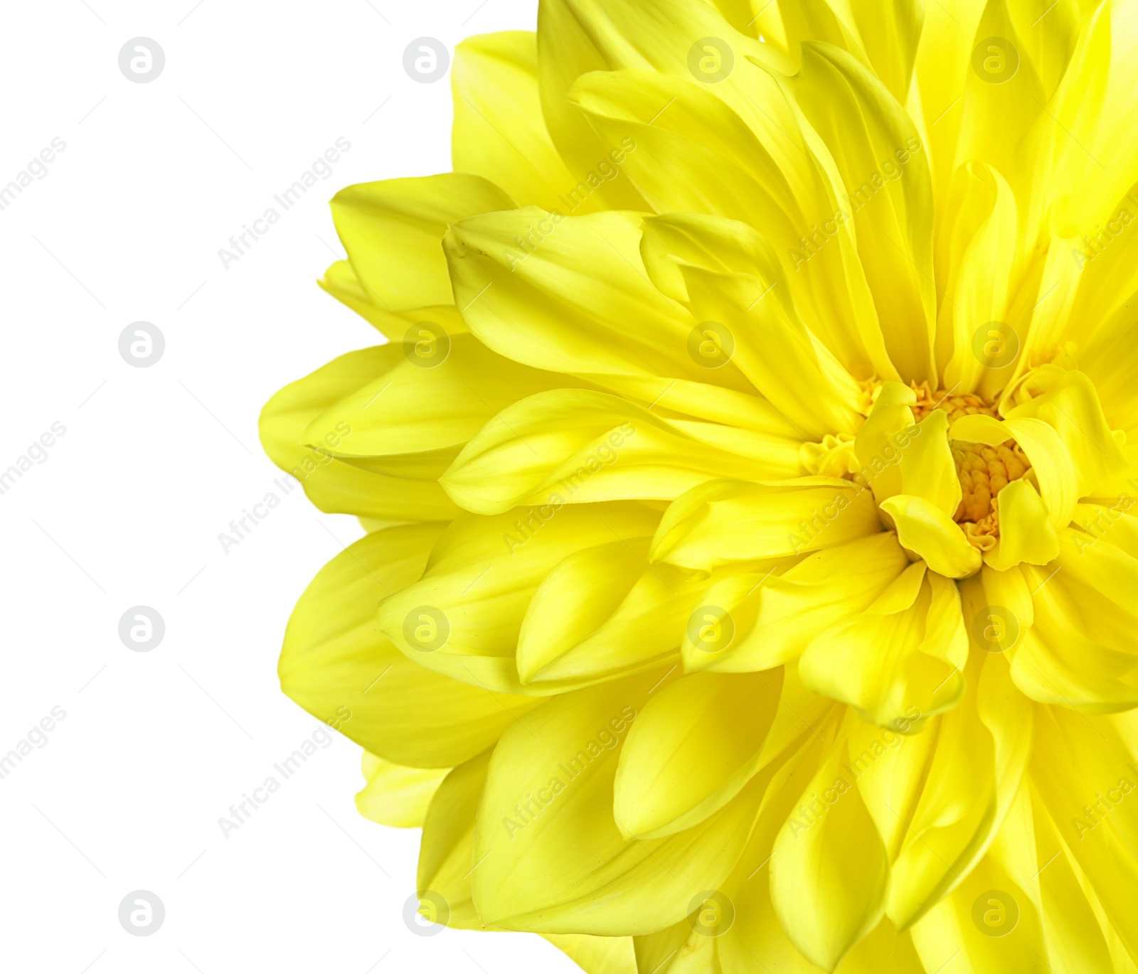 Photo of Beautiful yellow dahlia flower on white background, closeup