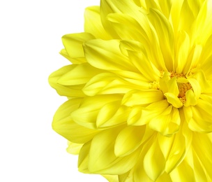 Photo of Beautiful yellow dahlia flower on white background, closeup