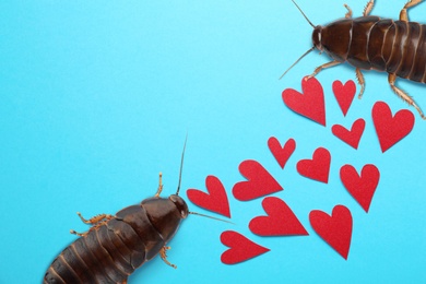 Image of Valentine's Day Promotion Name Roach - QUIT BUGGING ME. Cockroaches and red paper hearts on light blue background, flat lay 