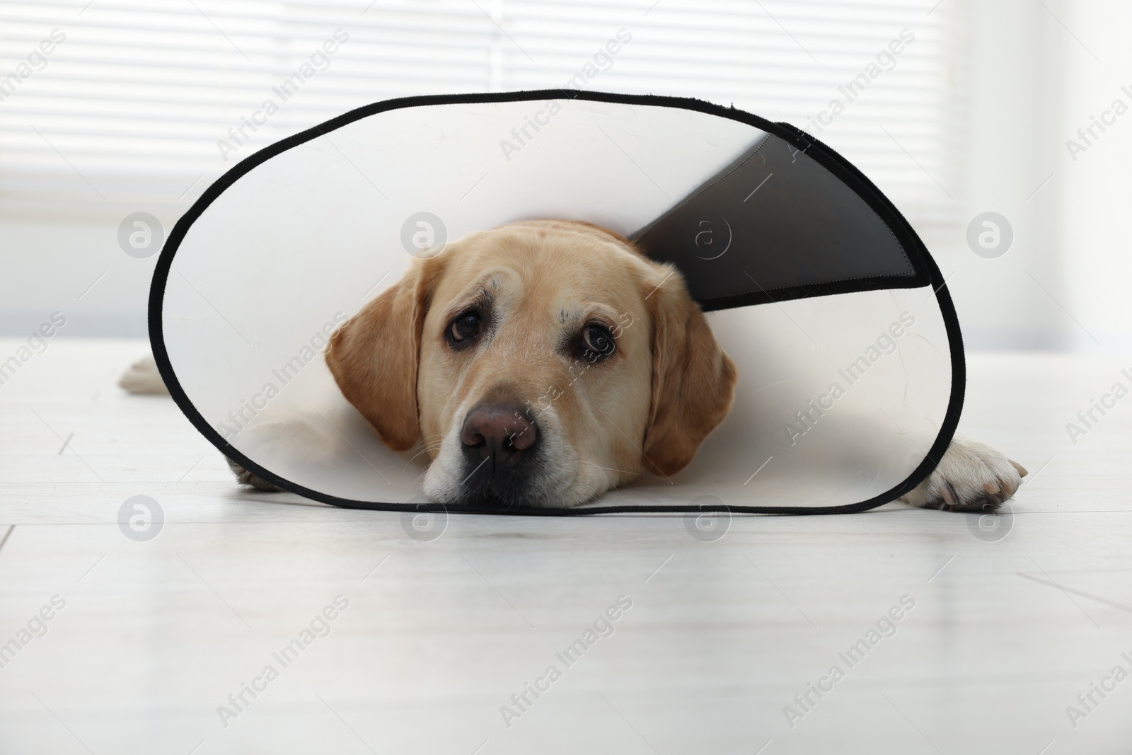 Photo of Sad Labrador Retriever with protective cone collar lying on floor indoors