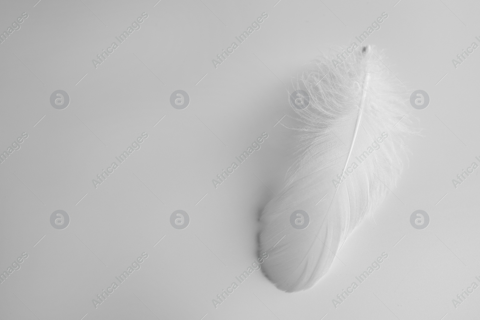 Photo of Beautiful fluffy bird feather on white background, top view. Space for text
