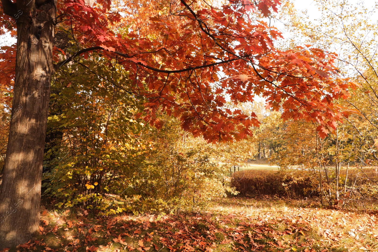 Photo of Picturesque view of park with beautiful trees. Autumn season