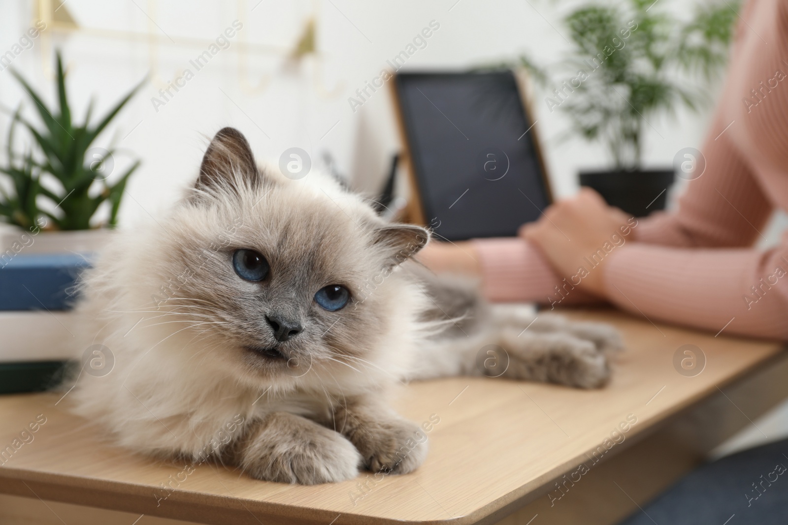 Photo of Beautiful birman cat lying on wooden table near owner indoors