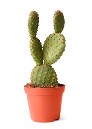 Photo of Beautiful Opuntia cactus in pot on white background
