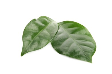 Photo of Leaves of coffee plant on white background