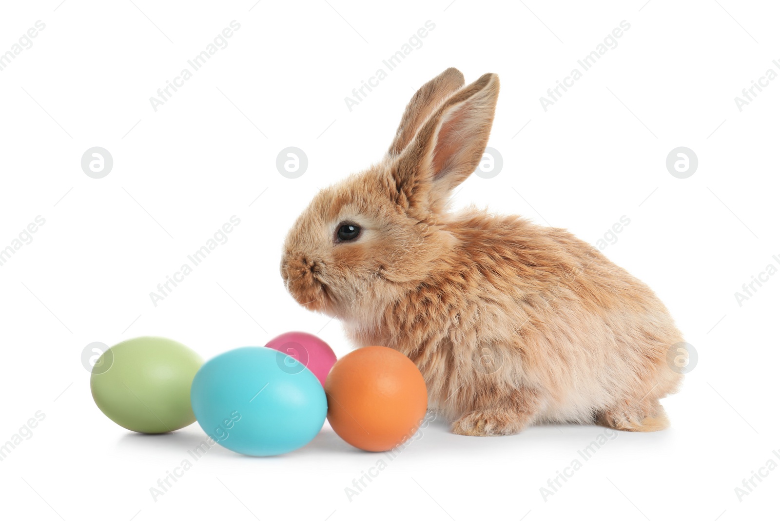 Photo of Adorable furry Easter bunny and colorful eggs on white background