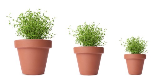 Thyme growing in pots isolated on white, different sizes