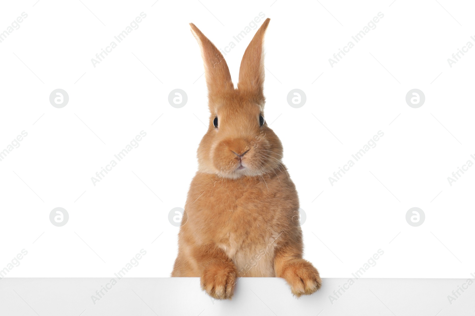 Photo of Cute bunny isolated on white. Easter symbol