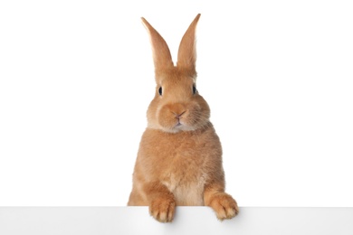 Cute bunny isolated on white. Easter symbol