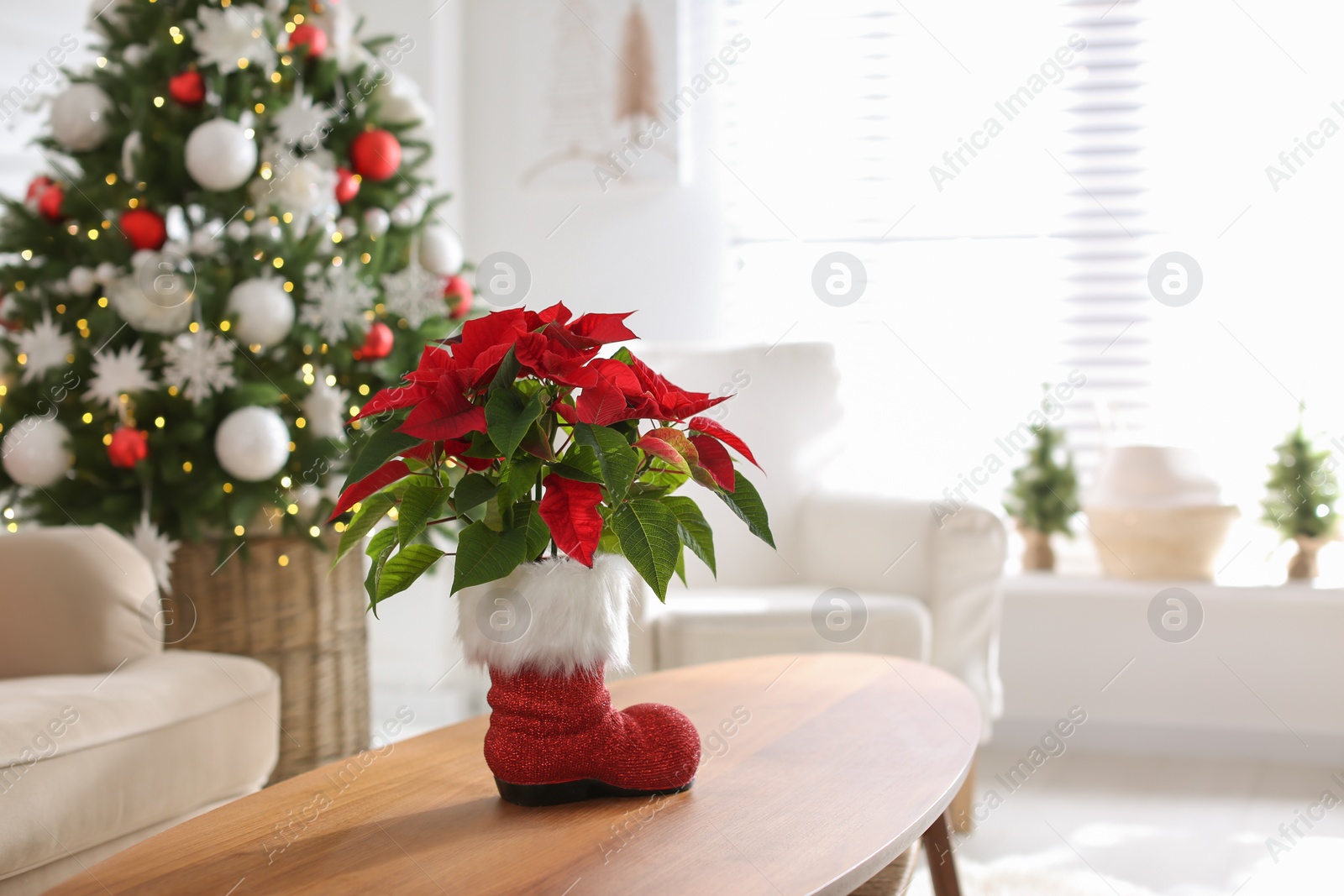 Photo of Beautiful poinsettia on wooden table in living room, space for text. Traditional Christmas flower