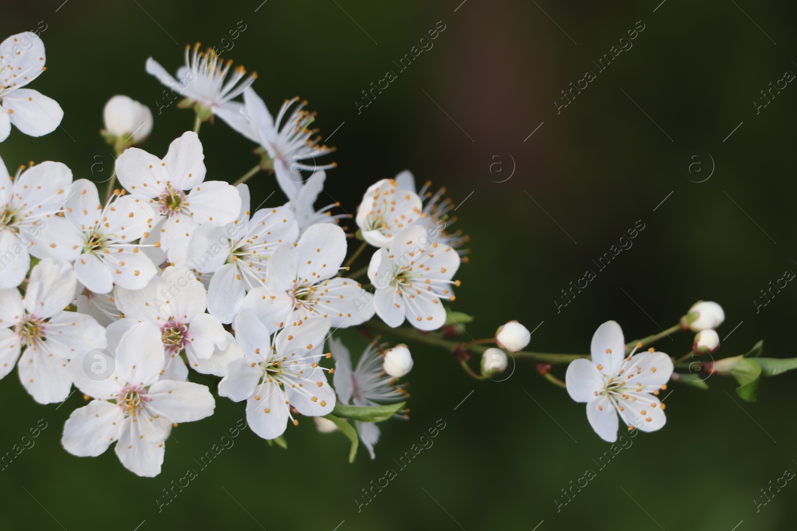 Photo of Cherry tree with white blossoms on green background, closeup. Spring season