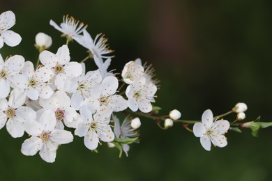 Cherry tree with white blossoms on green background, closeup. Spring season