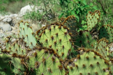 Photo of Beautiful Opuntia cactus with big thorns growing outdoors, closeup