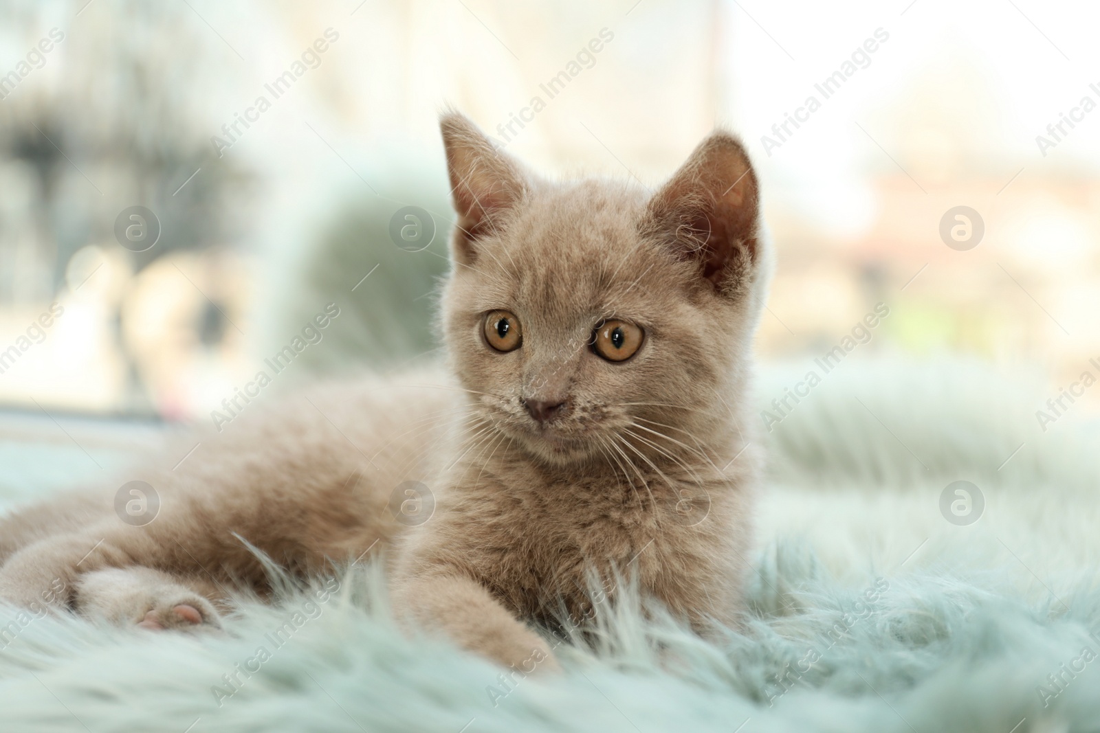 Photo of Scottish straight baby cat lying on soft furry blanket