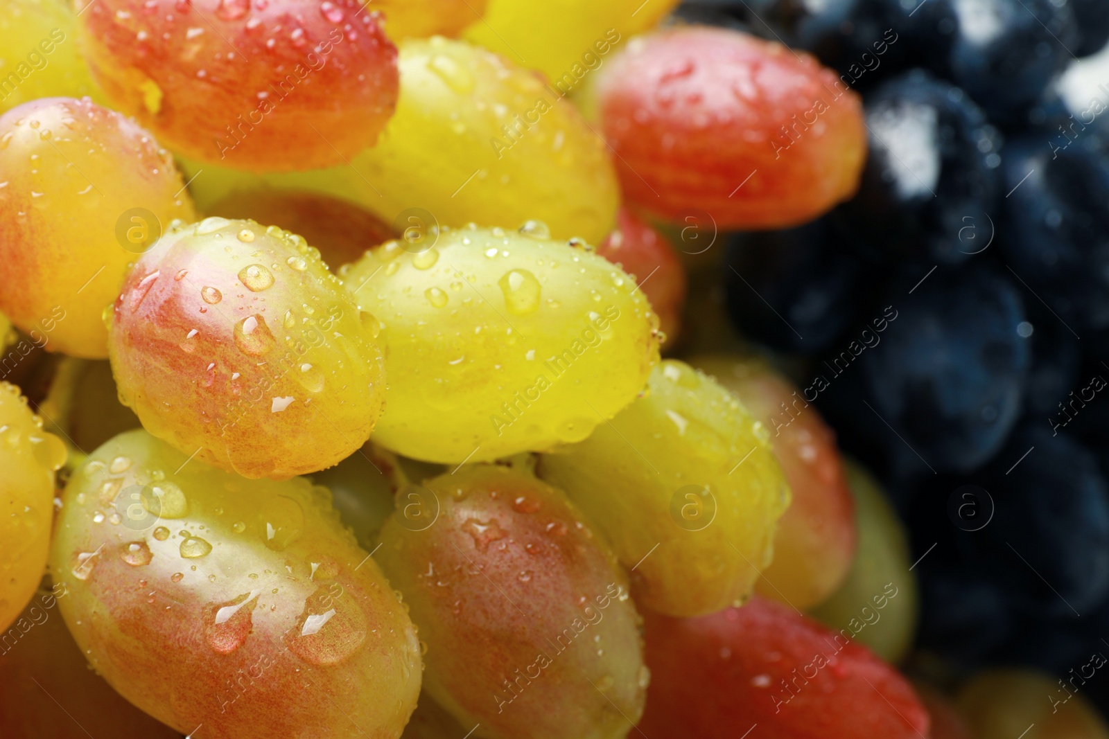 Photo of Fresh ripe juicy grapes with water drops as background, closeup