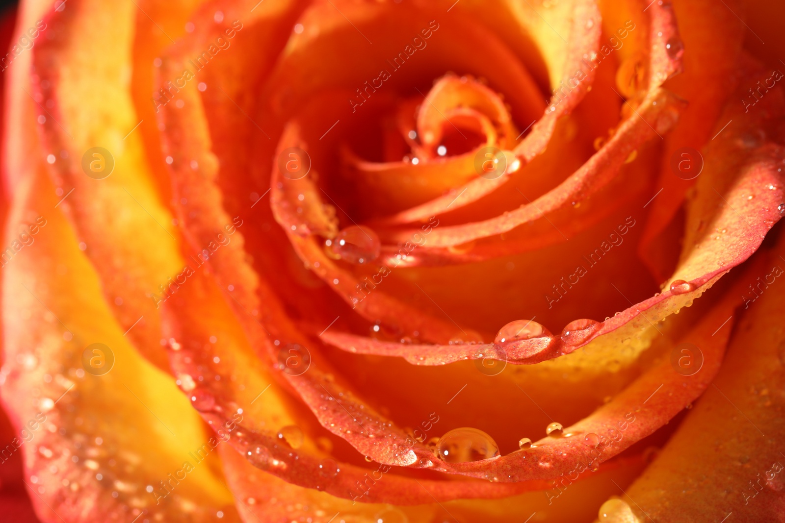 Photo of Closeup view of beautiful blooming rose with dew drops as background