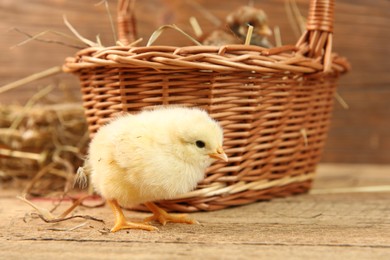 Photo of Cute chicks and wicker basket on wooden table. Baby animals