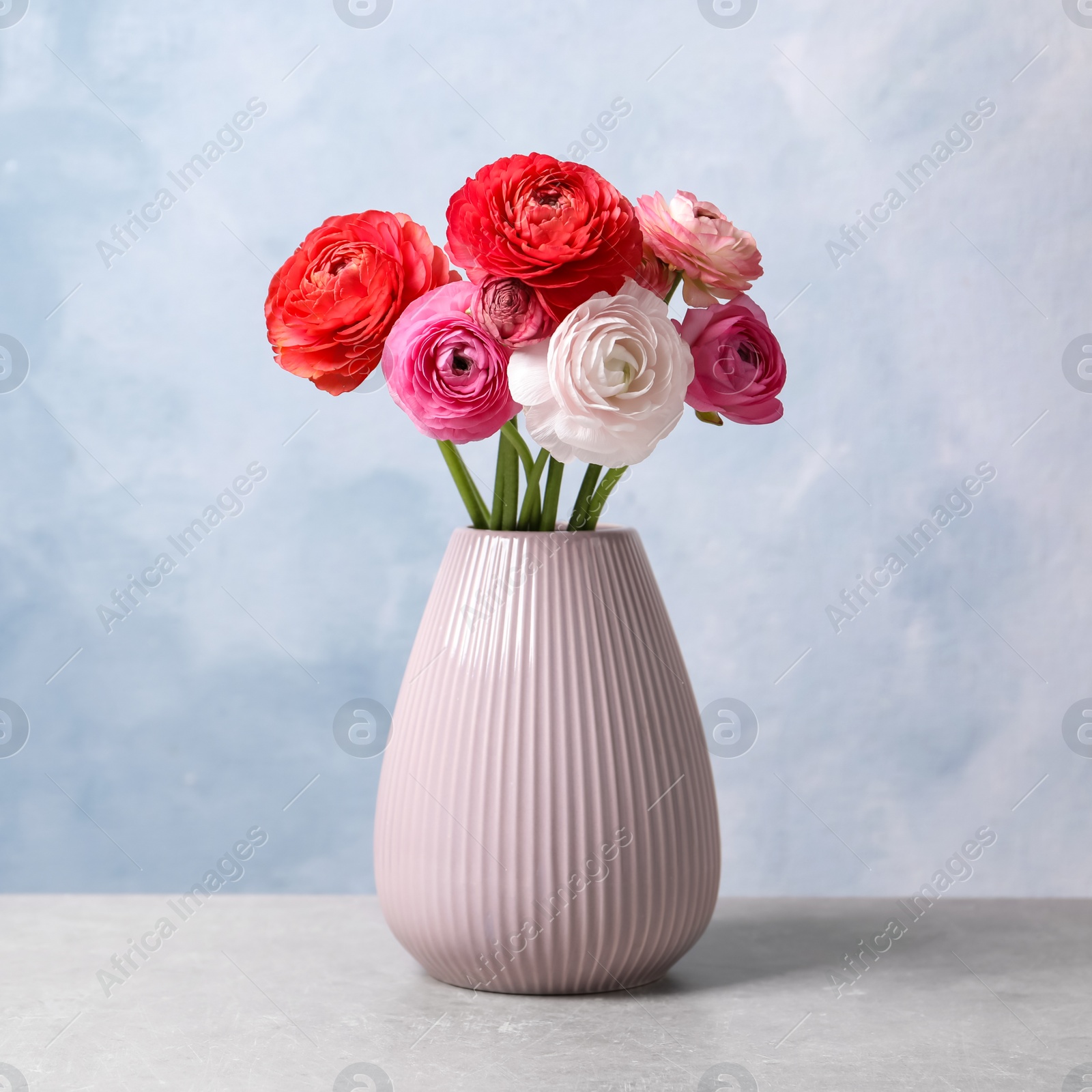 Photo of Beautiful fresh ranunculus flowers in vase on white table near color wall