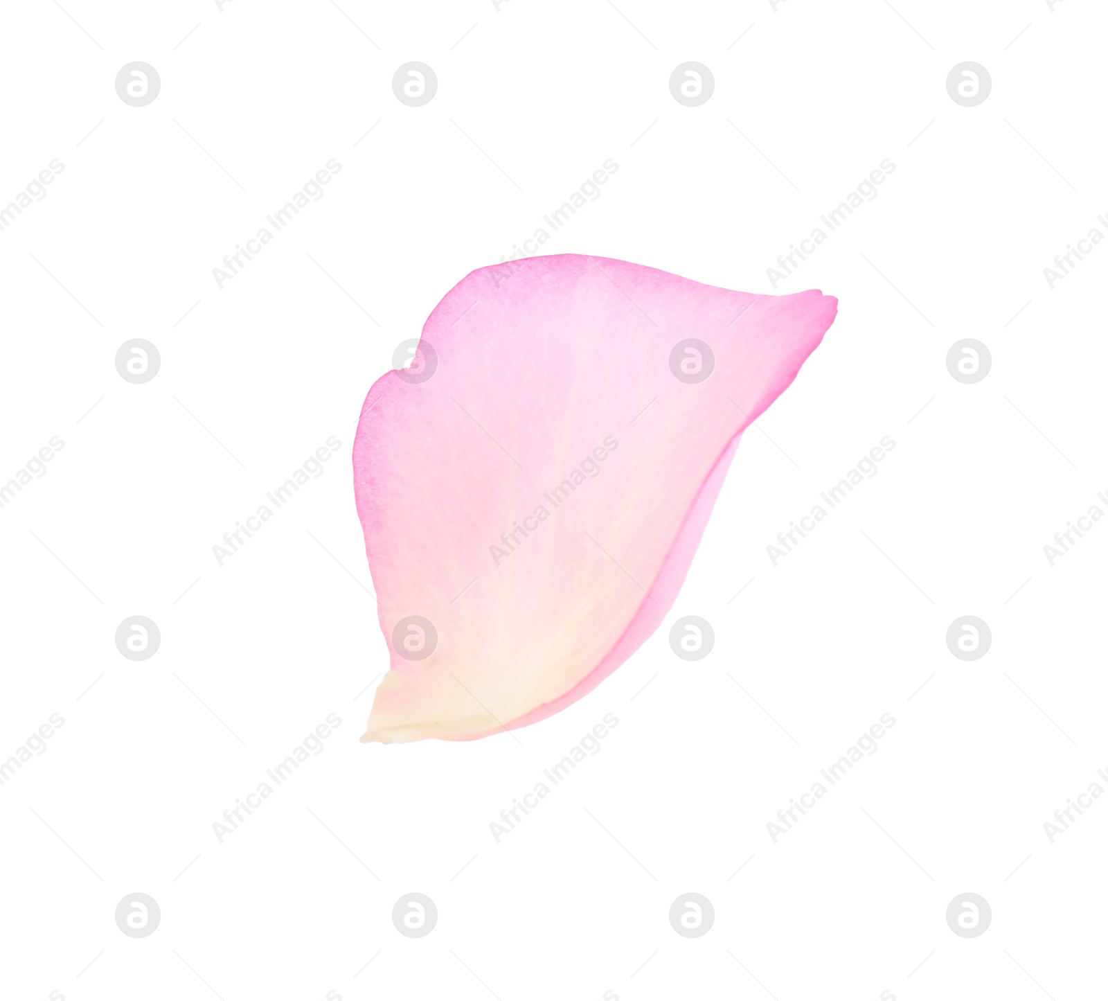 Photo of Tender pink rose petal isolated on white