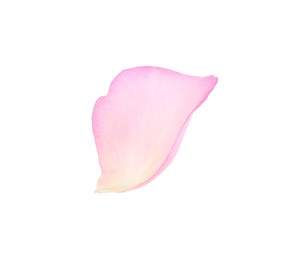 Photo of Tender pink rose petal isolated on white