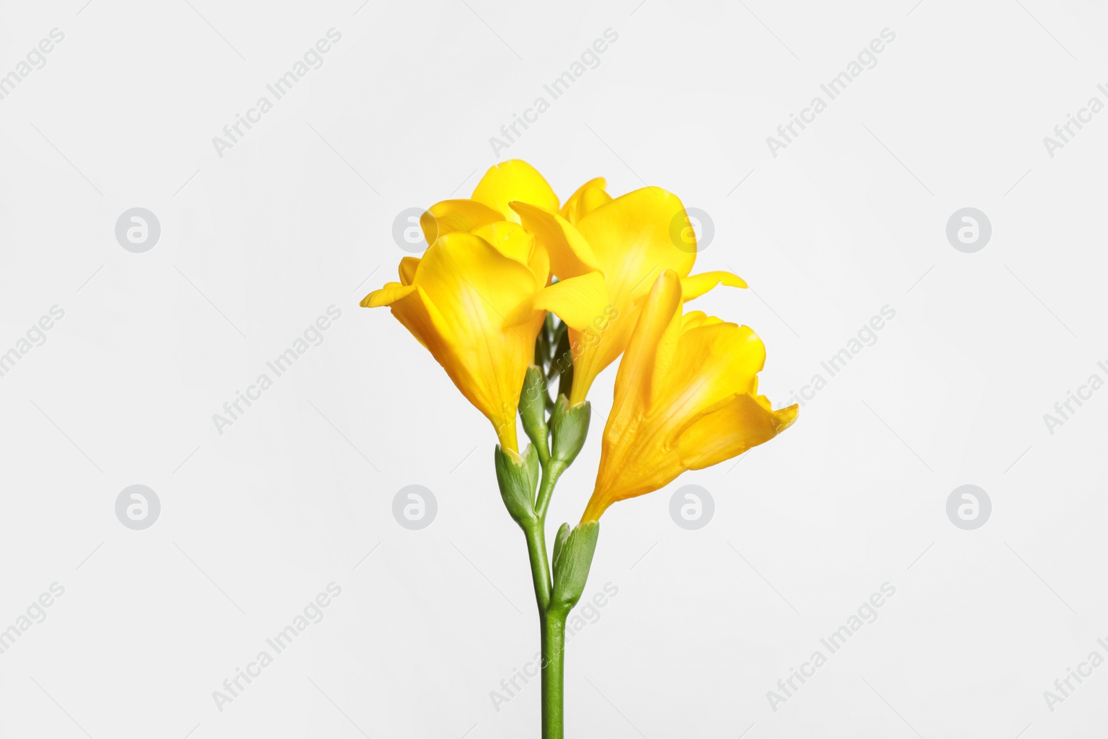 Photo of Beautiful blooming yellow freesia on light background