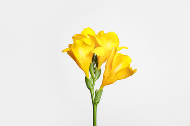 Photo of Beautiful blooming yellow freesia on light background